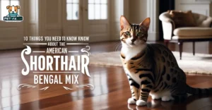 American Shorthair Bengal Mix