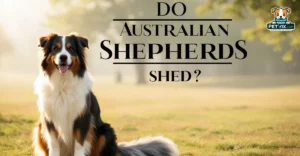 Do Australian Shepherds Shed