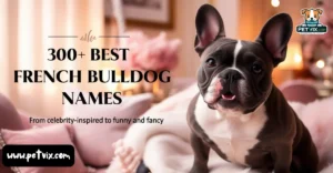 Best French Bulldog Names