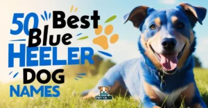 Blue Heeler Dog Names