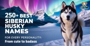 Siberian Husky Names